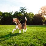 Funny happy beagle dog walking, playing in morning park.